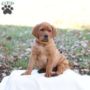 Jupiter, Fox Red Labrador Retriever Puppy